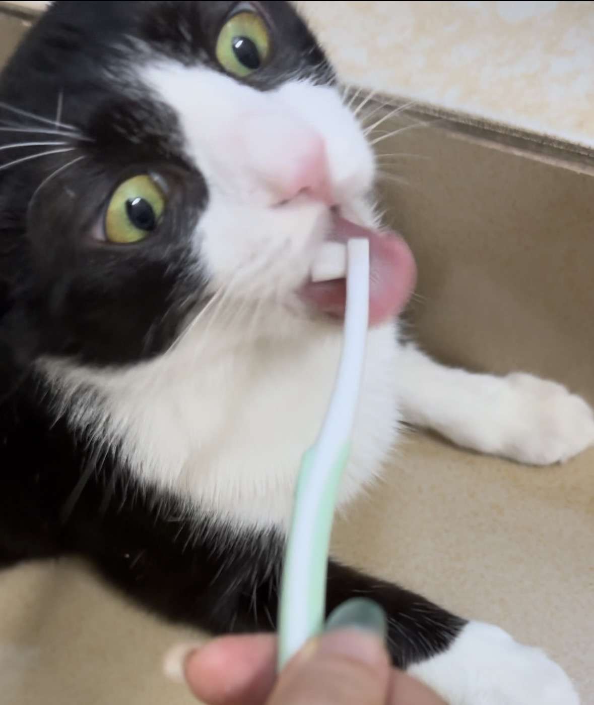 Cat and teeth brush 