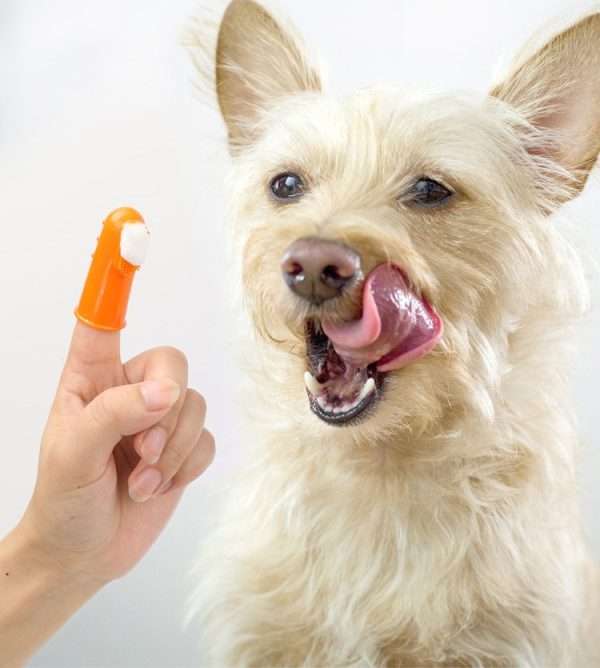 Pet Finger Toothbrush 02.jpg