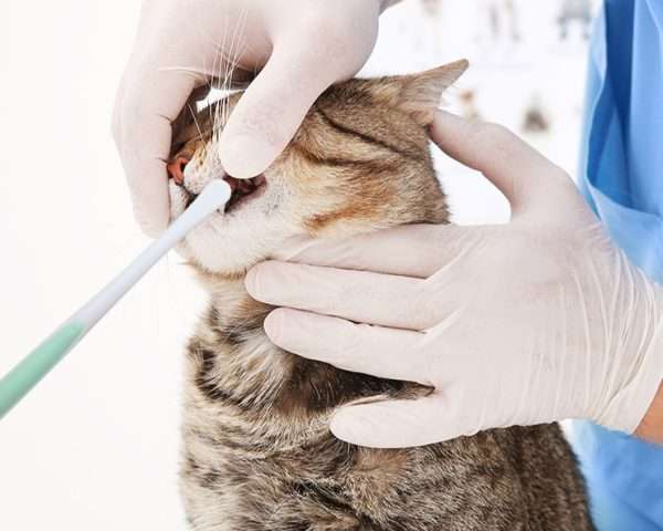 Pet Tooth Brush for cats small dogs 8